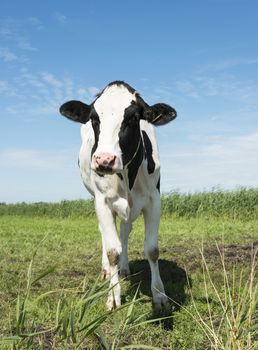 cow on green grass looking at camera