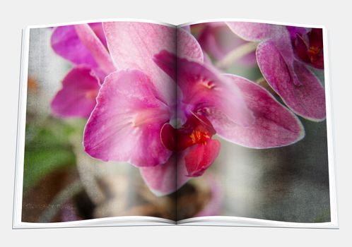 An opened  book with a picture  lilac violet orchid