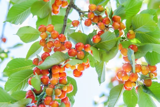 Ripe cherries on a tree