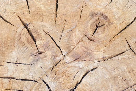  Tree trunk texture or background