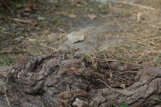 Details of above ground root of an old tree.