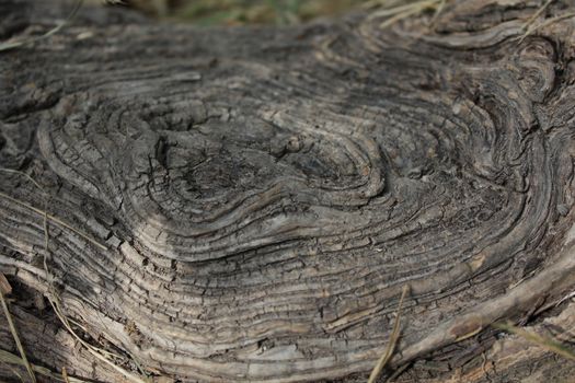 Details of above ground root of an old tree.