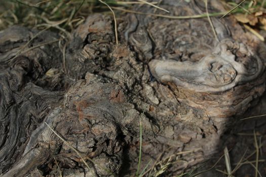 Details of above ground root of an old tree.