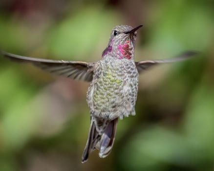 Anna's Hummingbird in Flight, Color Image, Day