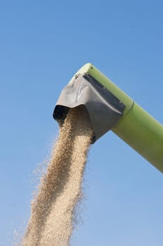 The combine harvester reaps the corn in the fields.