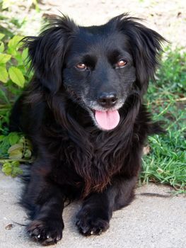 In summer, the black dog is very warm.