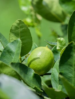 Lime tree and fresh green limes on the branch in the lime garden.