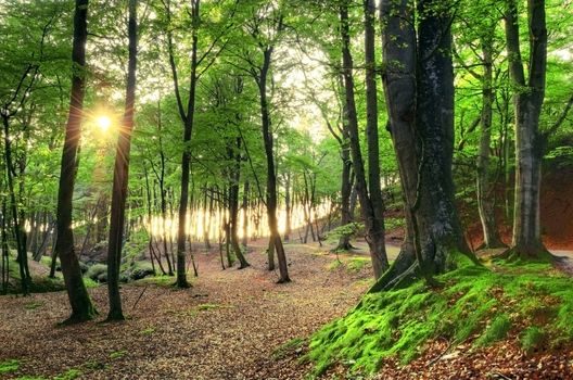 Nature conceptual image. Beautiful green forest in summer.