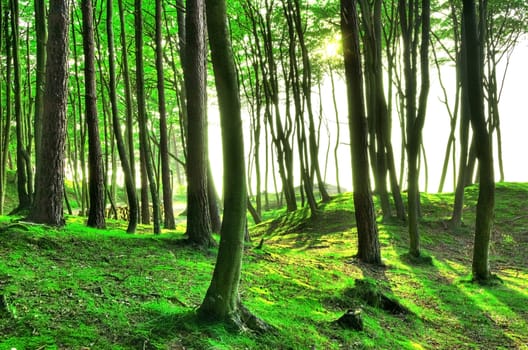 Rural landscape. Beautiful green forest in summer.