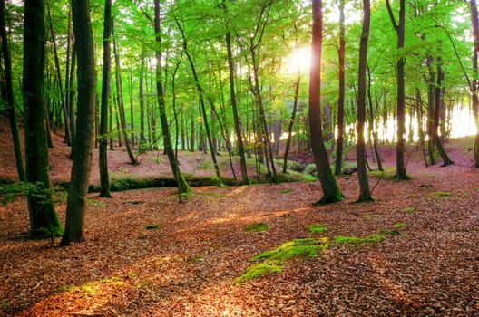 Nature conceptual image. Beautiful green forest in summer.