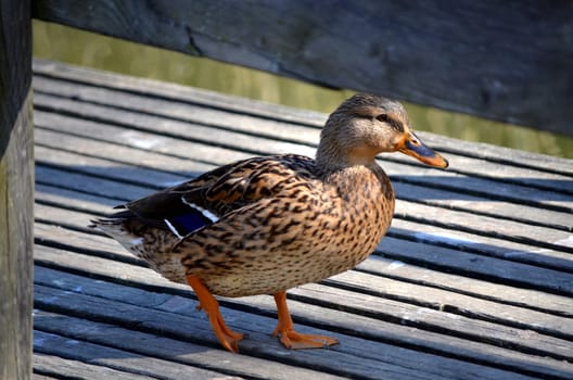 Happy duck