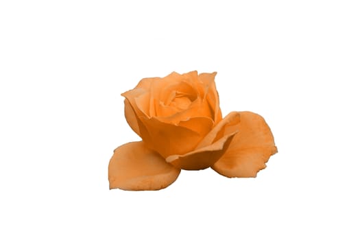 orange rose on white background
