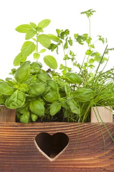 Various herbs in wooden vintage crate. Culinary aromatic herbs, basil, coriander, mint, rosemary, thyme and chive. 