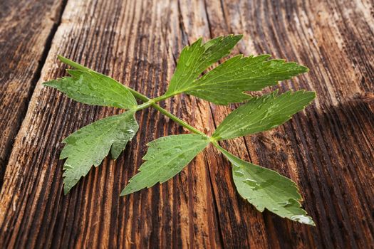 Culinary aromatic herbs. Fresh lovage branch on old brown wooden textured background.