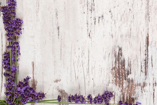 Lavender background. Lavender on white wooden antique textured background, top view, provence style.