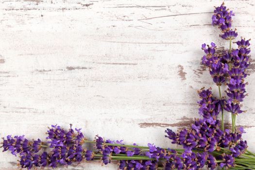 Lavender background. Lavender on white wooden antique textured background, top view, provence style.