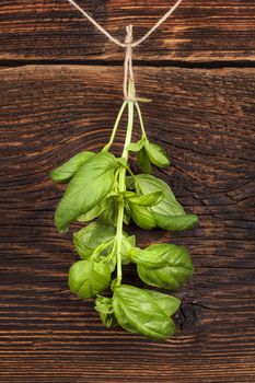 Fresh basil herb hanging on string against old wooden brown background. Culinary herbs, rustic style. 