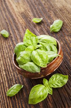 Fresh basil herbs in wooden bowl on old wooden brown background. Culinary herbs, rustic style. 