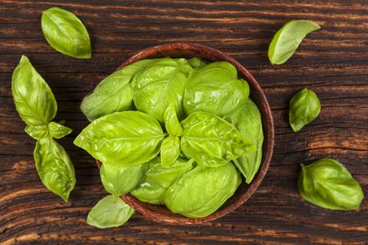 Fresh basil herbs in wooden bowl on old wooden brown background. Culinary herbs, rustic style. 