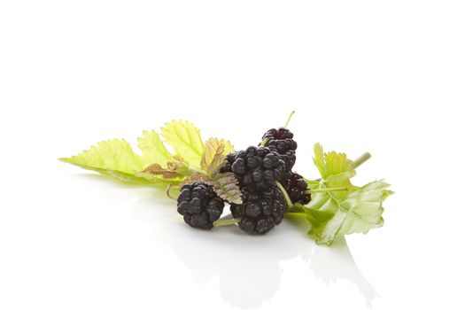 Mulberry fruit with leaves isolated on white background with reflection. Healthy summer fruit eating. Morus fruit.