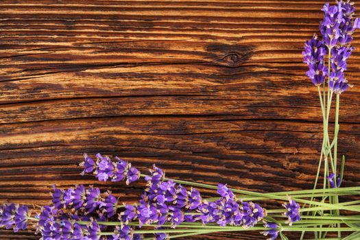 Lavender background. Lavender on brown aged wooden background, top view, rustic country style.