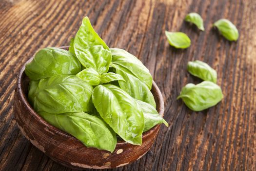 Fresh basil herbs in wooden bowl on old wooden brown background. Culinary herbs, rustic style. 