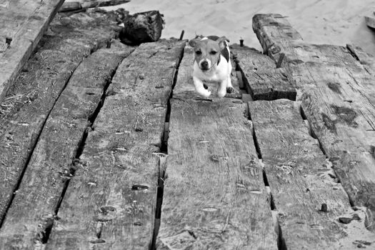 Puppy Jack Russel is runing in old shipwreck