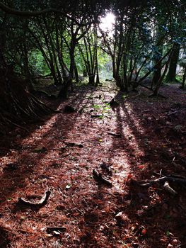 Forest and sun rays in Killarney national park