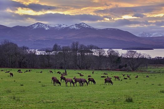 Grazing deers in Killarney national park, Ireland
