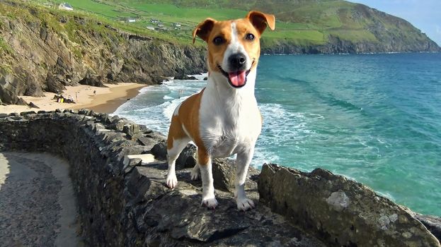 Jack Russell Terrier posing on the stone fence