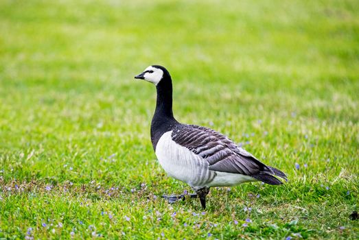 Barnacle Goose from the side