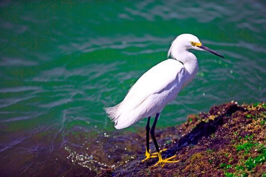 Snowy egret by the water