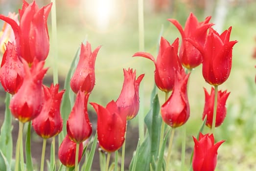 Red tulips growing in the flowerbed, with shallow depth of field