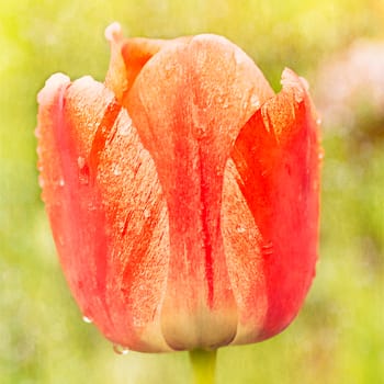 Vintage grunge paper background with bright red tulip