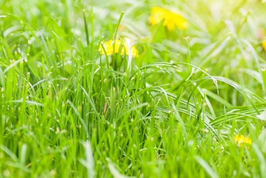 Green summer grass meadow with shallow depth of field