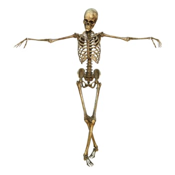 3D digital render of a human skeleton isolated on white background