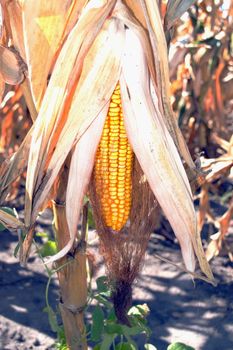 Dried ripe ear of corn growing in the field