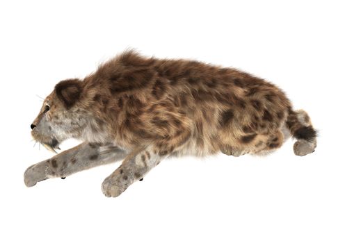 3D digital render of a smilodon or a saber toothed cat isolated on white background