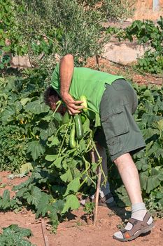 man collects vegetables in garden