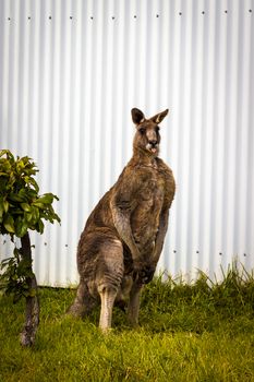 A male Red Kangaroo sitting on grass, in front of a white corrugated iron wall, with its tongue poking out.