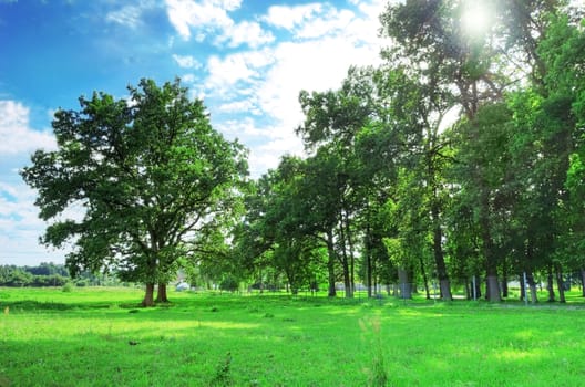 Rural landscape. Green park and forest in summer.