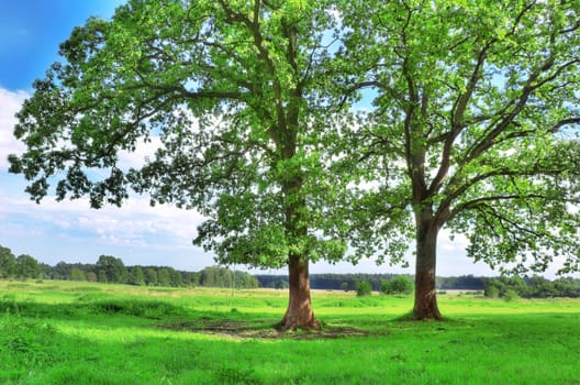 Rural landscape. Green tree in summer.