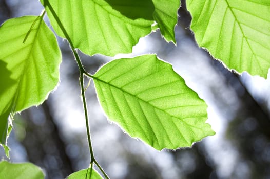 Leaves conceptual image. Green leaves in forest.