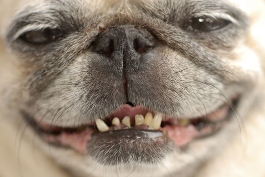 Pug with funky teeth