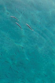 Photo lot of small fish in the sea