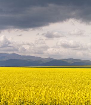 Field of rapeseed against sky with clouds