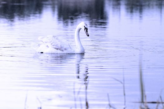 Swan in the beautiful sunset over the lake - blue tone