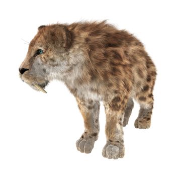 3D digital render of a smilodon or a saber toothed cat isolated on white background