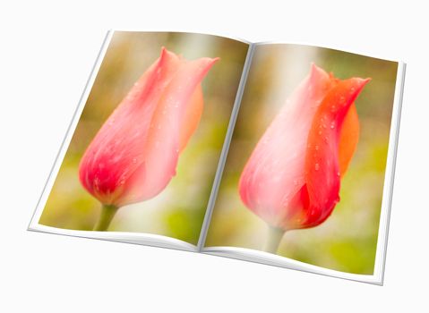 Opened  book with a picture  red tulip, white background