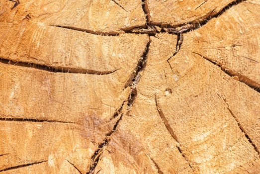 Tree texture background with cracks